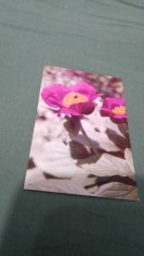 CARTE POSTALA FELICITARE CIRCULATA