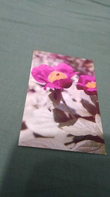 CARTE POSTALA FELICITARE CIRCULATA foto