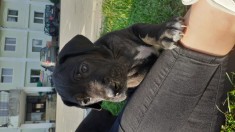 Catei Dog German (mare danez/great dane) foto