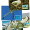 Tristan da Cunha 1999 - Păsări, albatros, fauna WWF, serie 4 carti poștale maxime