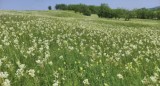 Vand 4777 mp teren EXTRAVILAN in Posesti, judetul Prahova
