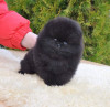 Pomeranian alb-negru