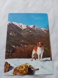 Carte postala caine
