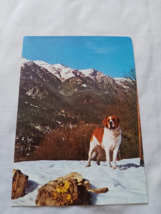 Carte postala caine