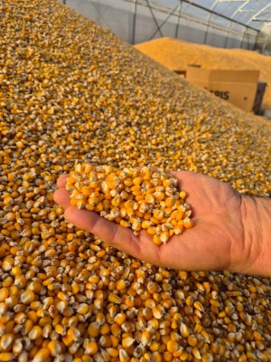 Porumb de v&amp;acirc;nzare foto