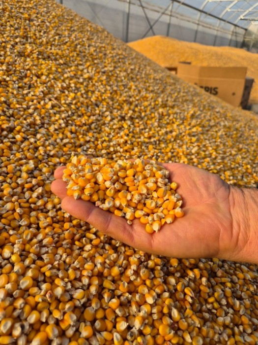 Porumb de v&acirc;nzare