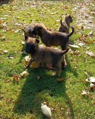 Pui lup belgian (Malinois) foto