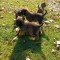 Pui lup belgian (Malinois)