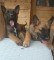 icon 5