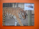 HOPCT MAXIMA NR 1071 TIGRU SIBERIAN -PORTUGALIA 1984 -FELINE -FAUNA