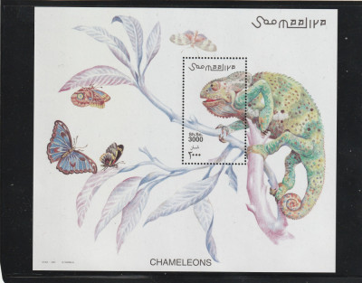 Somalia 2001-Fauna,Reptile-Cameleon,Insecte-Fluturi,colita dantelata,MNH,Bl.78 foto