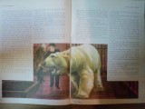 FRAM URSUL POLAR de CEZAR PETRESCU , ILUSTRATII de IACOB DESIDERIU , 1981