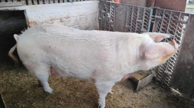 Rasa marele alb Porc foto