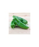 Planta Ardei dolce friggitello, planta peperone dolcetto friggitello, ghiveci de 10 cm, Oem