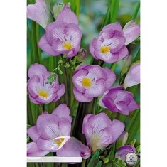 Pachet Freesia single Purple x 15 Bulbi