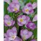 Pachet Freesia single Purple x 15 Bulbi