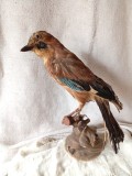 Gaita Cioara impaiata taxidermie Material Didactic