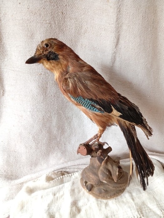 Gaita Cioara impaiata taxidermie Material Didactic