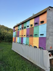 Pavilion apicol inmatriculat