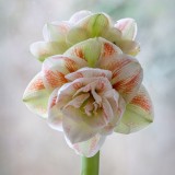 Bulbi Amaryllis - Nymph - 1 bucată