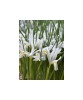Iris Reticulata, Natascha I, Alb, 5/6, 1 Bulb, Oem