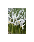 Iris Reticulata, Natascha I, Alb, 5/6, 1 Bulb, Oem