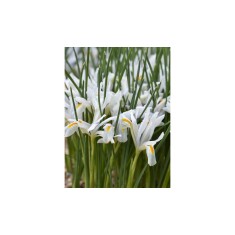 Iris Reticulata, Natascha I, Alb, 5/6, 1 Bulb