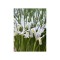 Iris Reticulata, Natascha I, Alb, 5/6, 1 Bulb