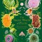 The Secret World of Plants: Tales of More Than 100 Remarkable Flowers, Trees, and More