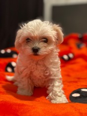 Vand bichon maltez feti?a 3 luni foto