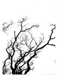 Tablou Canvas, "Umbră de ramuri curajoase și fragile", Crengi, Siluetă, Contrast, Minimalism, Natură, Melancolie, Frumusețe, &Icirc;ntunecate, &Icirc;ncrengături,