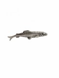 MINIATURA ARGINT 925 PESTISOR