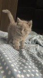 Pisici British Shorthair