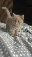 Pisici British Shorthair