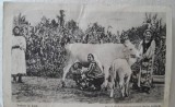 Carte postala, vedere la tara, in Romania, 1918