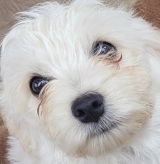 Bichon maltez mini toy pentru monta