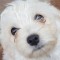 Bichon maltez mini toy pentru monta