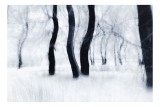 Tablou Canvas Dansul fantomatic al iernii pădurești, 39 x 26 cm, CMCLASS