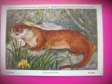 HOPCT 6236 VIDRA-LUTRA LUTRA -MUSTELIDE -FAUNA EUROPA-CP CHROMO LITHO -MUZEUL REGAL STIINTE NATURALE BELGIA-NECIRCULATA, Printata