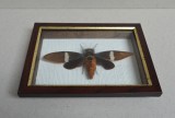 Tosena albata cicada uriasa din Thailanda