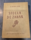 Sfecla de zahar Gheorghe Olteanu