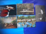 HOPCT LOT NR 1010 PASARI DIN DELTA -FAUNA -5 CARTI POSTALE-CIRCULATE, Circulata, Printata