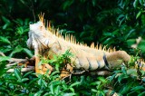 Tablou Canvas, "Iguana odihnindu-se printre frunze verzi", Iguana, Verde, Frunze, Ramură, Spini, Soare, Natură, Peisaj., 39 x 26 cm, CMCLASS