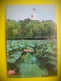 HOPCT 5810 FLORI DE LOTUS [NUFERI] IN PARCUL BEIHAI-CHINA-ASIA-NECIRCULATA