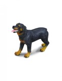 Rottweiler - Collecta