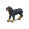 Rottweiler - Collecta