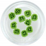 Decorațiuni verzi &icirc;nchis pentru unghii - flori acrilice