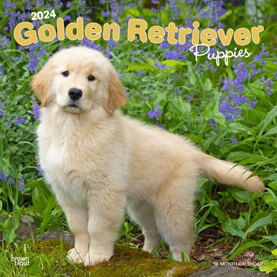 Golden Retriever Puppies 2024 Square foto