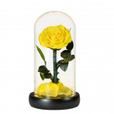 Trandafir Criogenat galben bella &Oslash;8cm in cupola 12x25cm