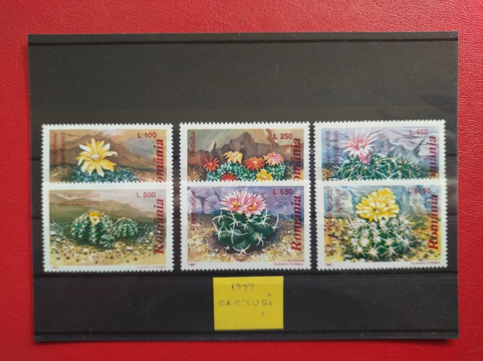 1997 - CACTUSI